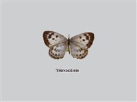 藏品(青雀斑灰蝶)的圖片